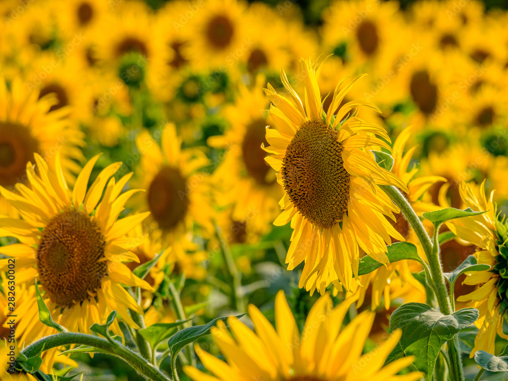 Naklejka premium Blooming sunflowers in the backlight. A cheerful symbol of a warm sunny summer.