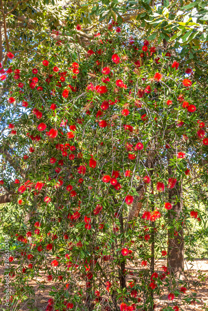 Italy, Naples, botanical garden, plant in bloom Italy, Naples, botanical garden, plant in bloom