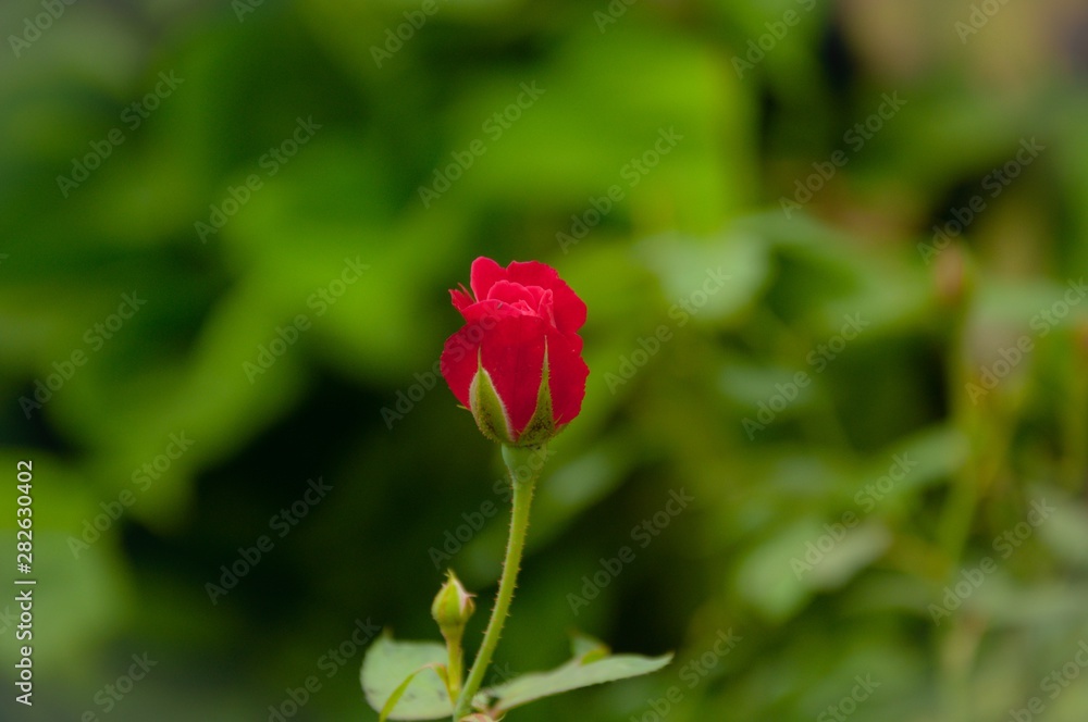 Obraz premium red tulip in the garden