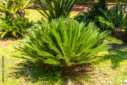 Italy, Naples, botanical garden, floral landscape with large cycads