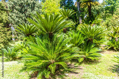 Italy, Naples, botanical garden, floral landscape with large cycads