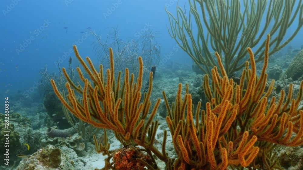 Seascape of coral reef in the Caribbean Sea around Curacao with coral and sponge