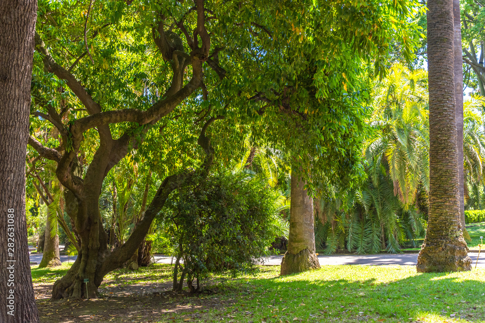 Italy, Naples, botanical garden, floral landscape with trees and plants