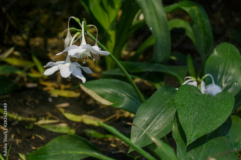 Tropics, jungle, beautiful eucharis grow Tropics, jungle, beautiful eucharis grow