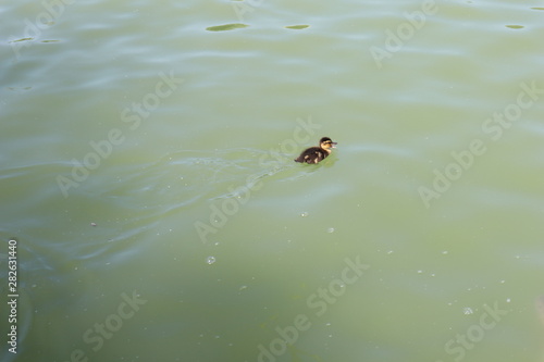 Baby Duck swimming alone in lake