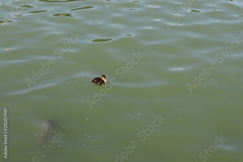 Baby Duck swimming alone in lake