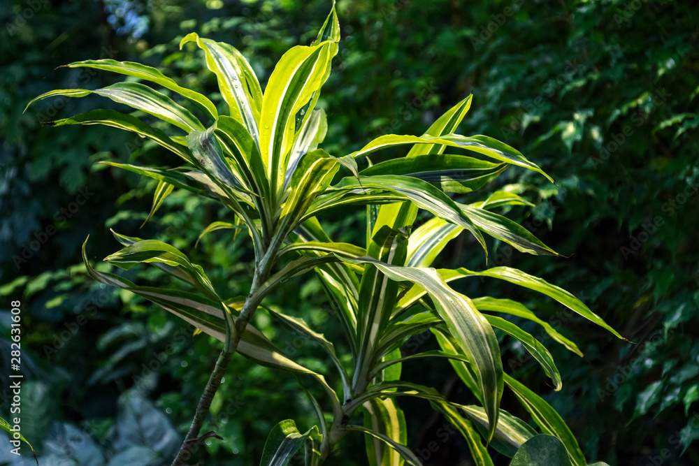 Tropics, jungle, beautiful green plants grow. Foliage. Tropics, jungle, beautiful green plants grow. Foliage.