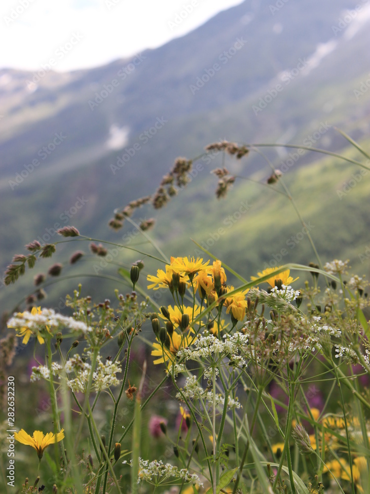 Obraz premium field of flowers
