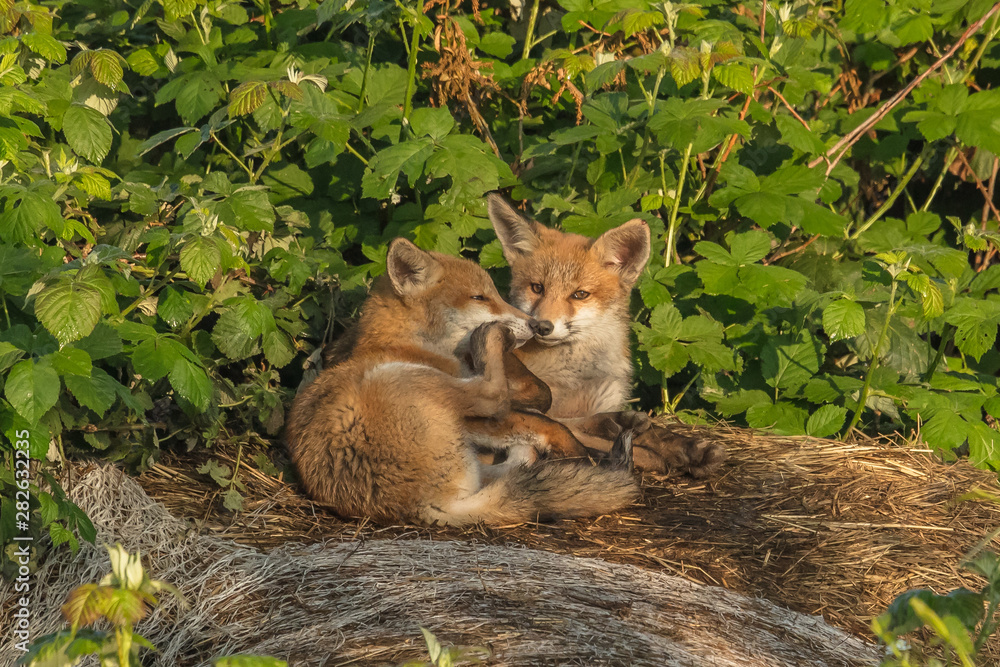 Obraz premium rotfuchs