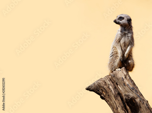 Foto Cute meerkat on the lookout