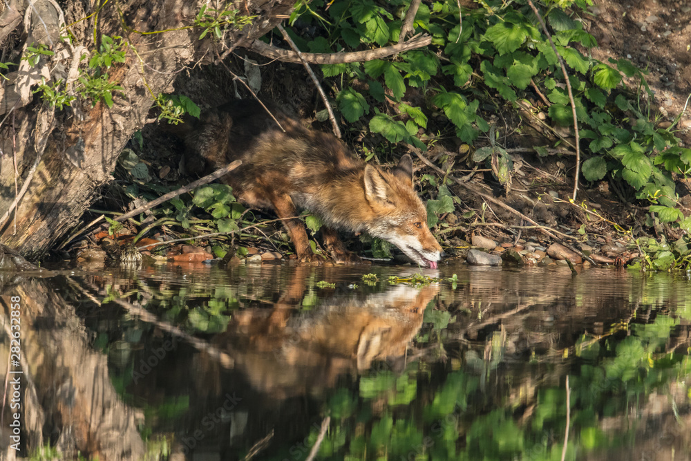 Obraz premium fuchs beim trinken