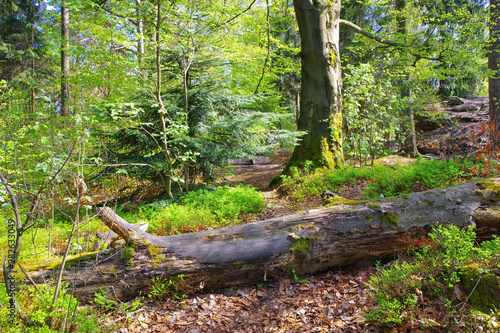Wanderweg im Mischwald - Hiking trail in the mixed forest