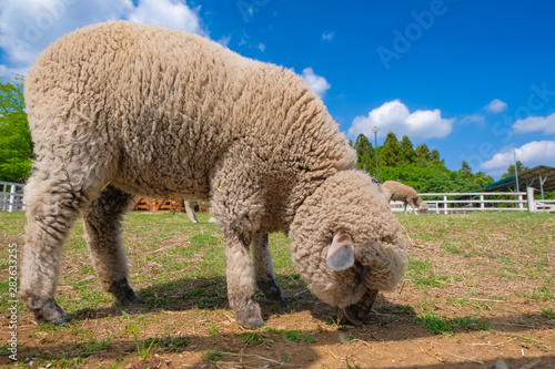 牧草を食べる羊 秩父 羊山公園