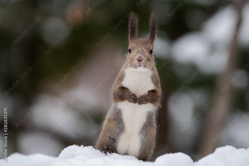 雪の中のエゾリス