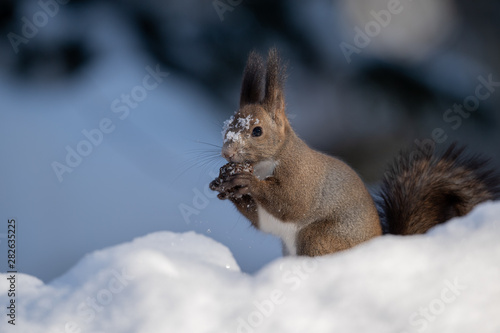 雪の中のエゾリス