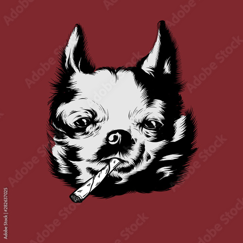 Vector hand drawn illustration of chihuahua isolated.
