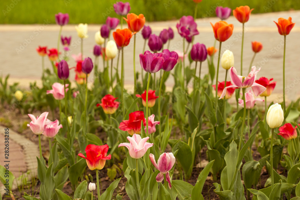 ilac purple spring tulips, macro photography, general plan photophone