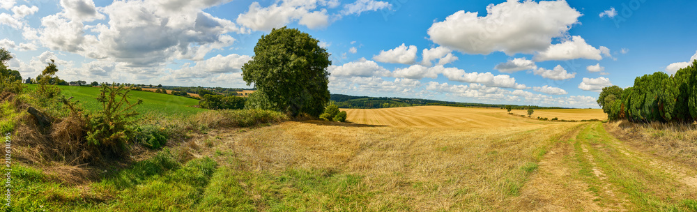 Landschaft im Sommer mit Getreidefeld und Himmel