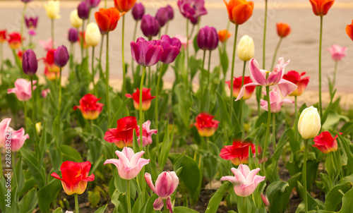 ilac purple spring tulips, macro photography, general plan photophone © Tetiana Kravchuk