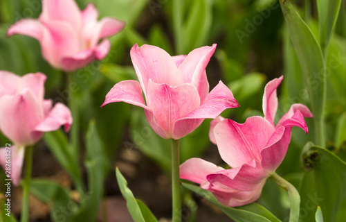 pink spring tulips, macro shot