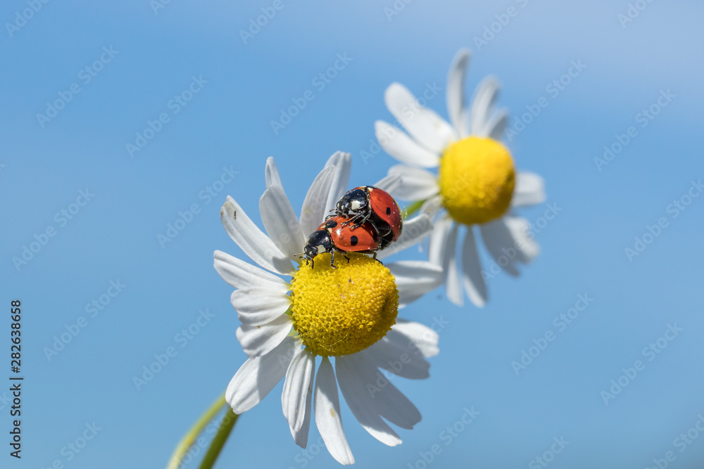 Fototapeta premium marienkäfer