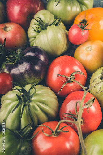 Different types  colors and shapes of tomatoes. Harvesting Background. Vertical shot