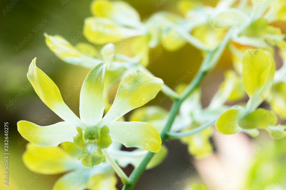 Fototapeta premium yellow orchid in natural orchid garden and blur light