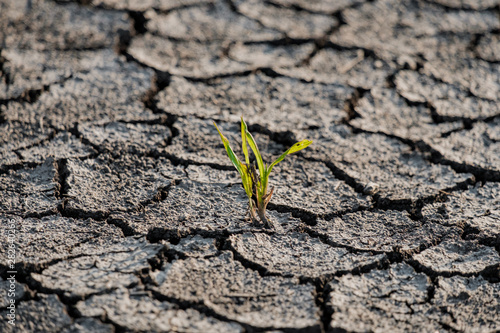 Lonely green sprout on lifeless soil cracked by drought.