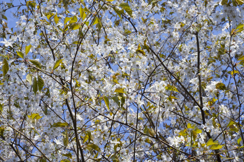 white cherry blossom  © Hakgoo