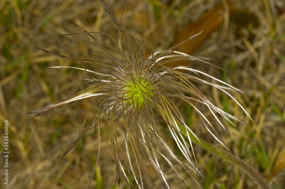 seed of Korean pasque flower seed of Korean pasque flower
