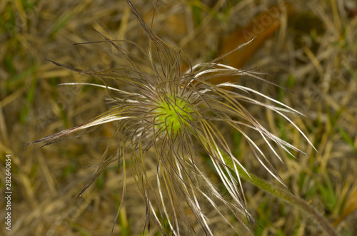 seed of Korean pasque flower