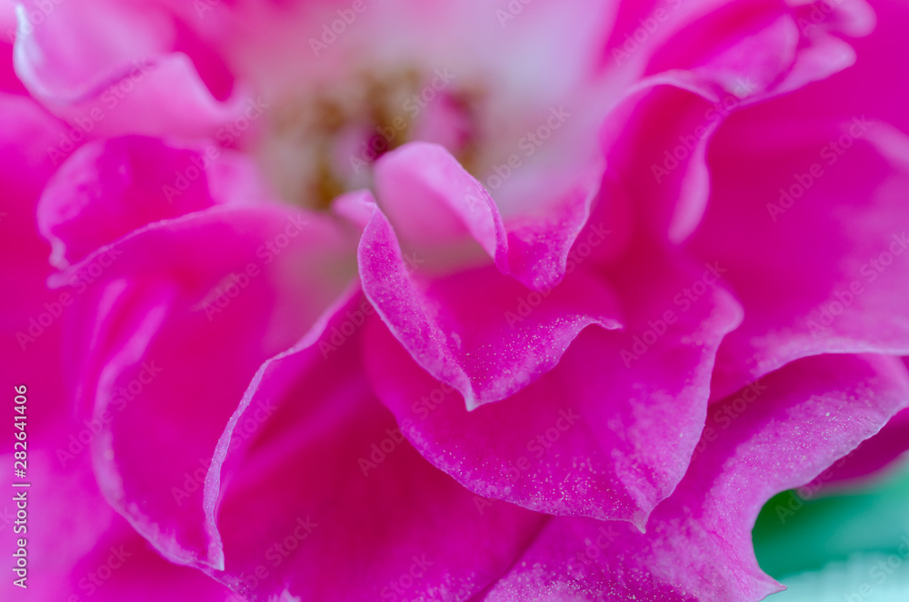 Close up of pink rose