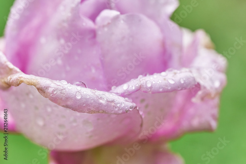 Beautiful pink rose with rain drops on the tender petals outdoors