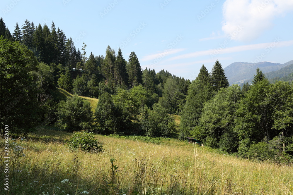 Forests in the Alps in Trentino Alto Adige
