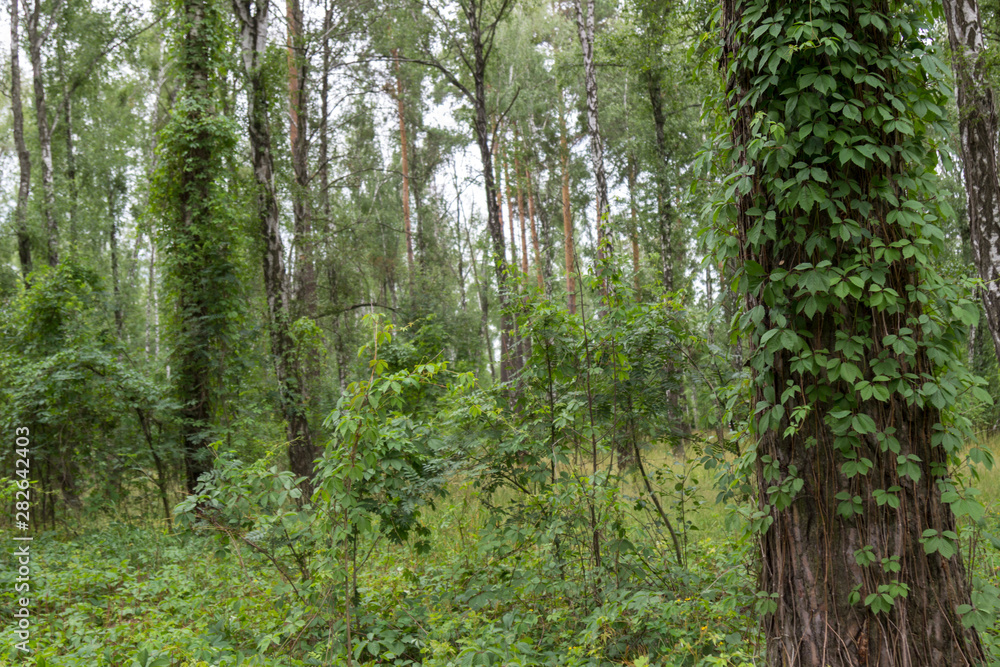 Fototapeta premium Evening forest. Ivy Covered Trees