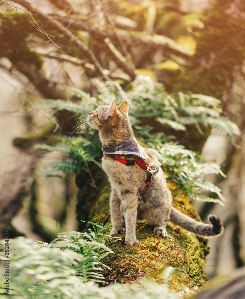 Traveler cat walking in the forest. Traveler cat walking in the forest.