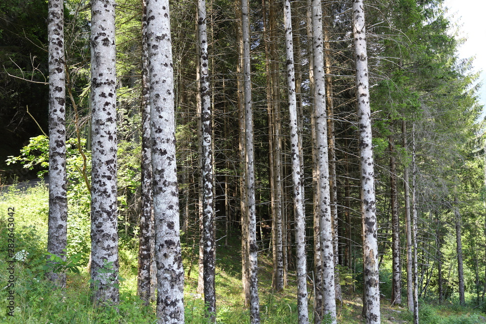 Fototapeta premium Lasy w Alpach w regionie Trentino Alto Adige