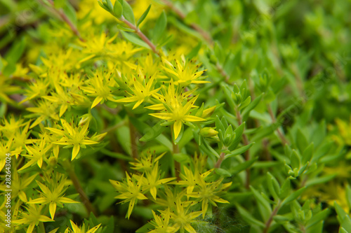 Gold Moss Stonecrop Flowers in Bloom in Springtime photo