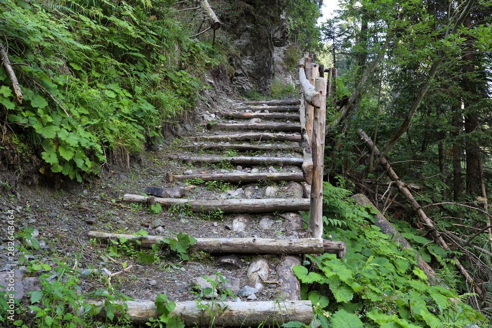 Forests in the Alps in Trentino Alto Adige Forests in the Alps in Trentino Alto Adige