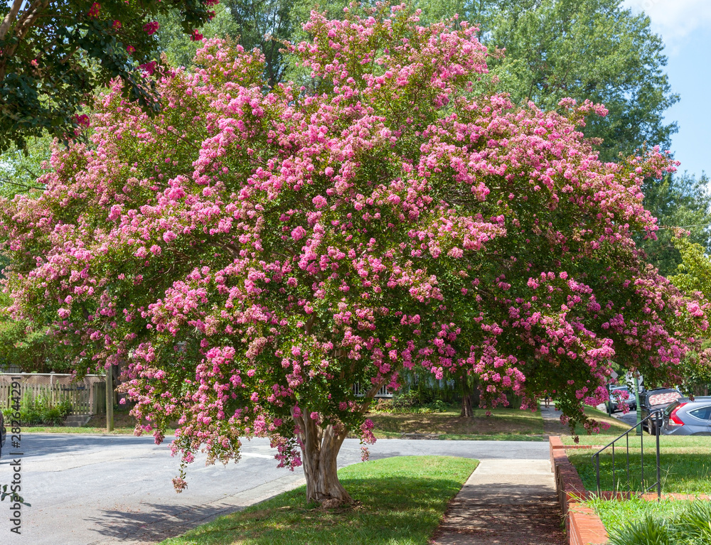 Pink summer crepe myrtle tree in full bloom in residential neighborhood.