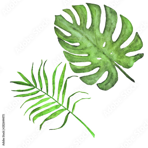 watercolor palm leaves and monstera set. Summer bright set of tropical leaves.