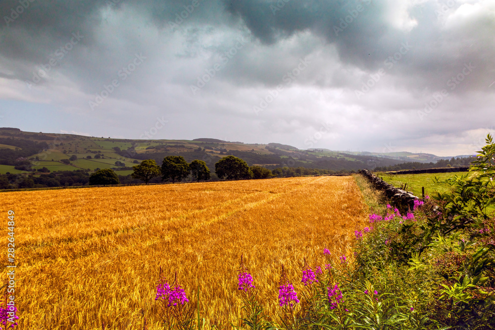 Field of gold in Yorkshire