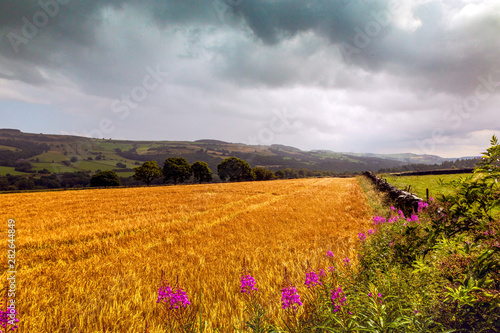 Field of gold in Yorkshire