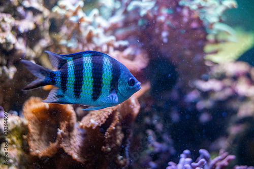 Small fish swim in aqurium