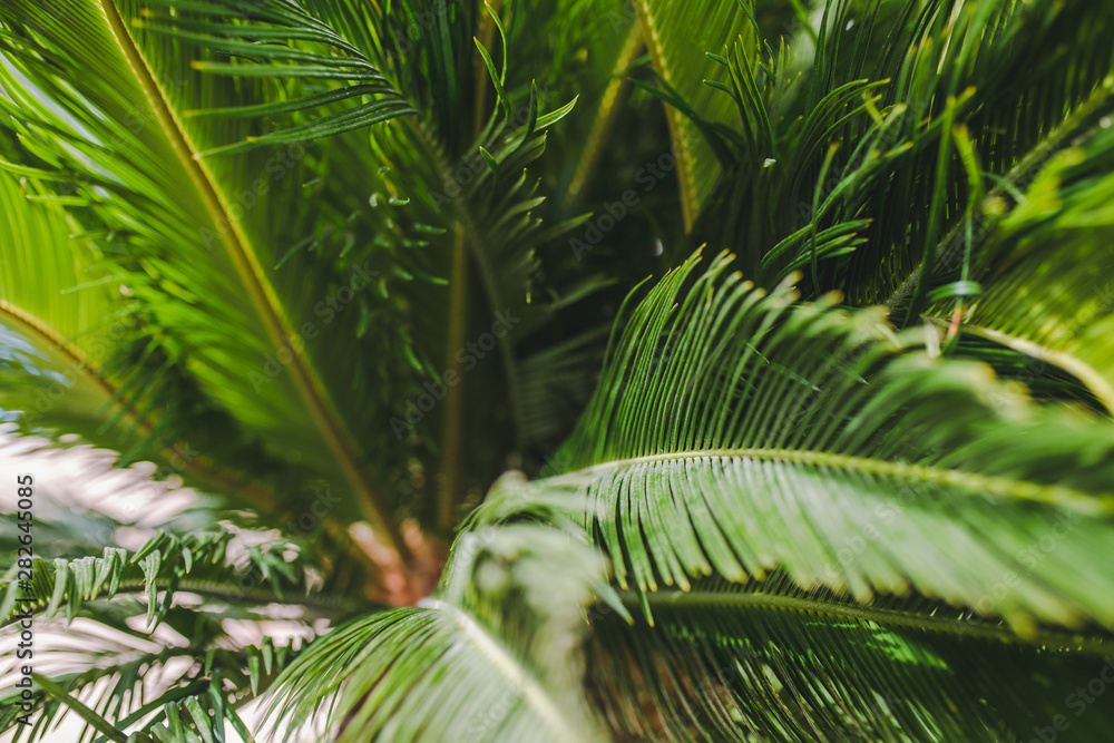 Fototapeta premium Palm leaves are traditionally used for the manufacture of roofs of some Asian buildings and gazebos, beach 