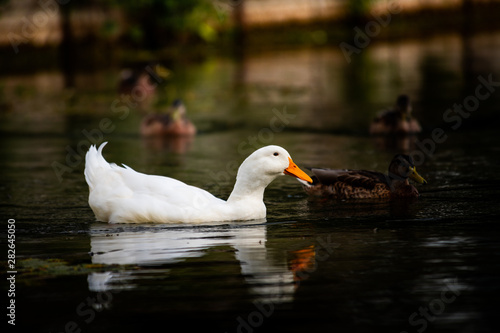 Nice snow white goose on lake nature wild birds  © Serhii