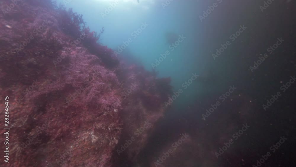 Wide Angle: A Reef and a Group of Sea Lions in the Distance - Monterey, CA Wide Angle: A Reef and a Group of Sea Lions in the Distance - Monterey, CA