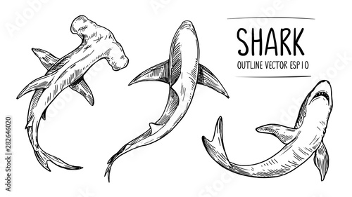 Sketch of shark. Hand drawn illustration converted to vector. Outline with transparent background
