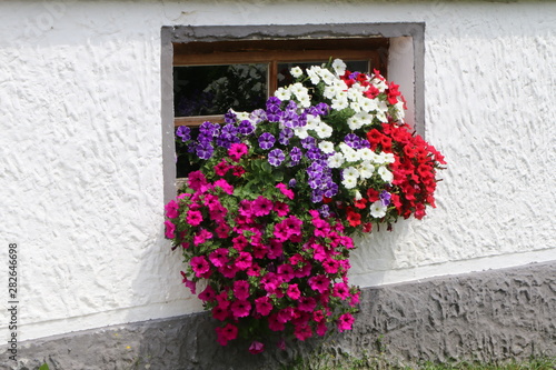 Blumenschmuck an einem Fenster, Sommerblumen, Petunien