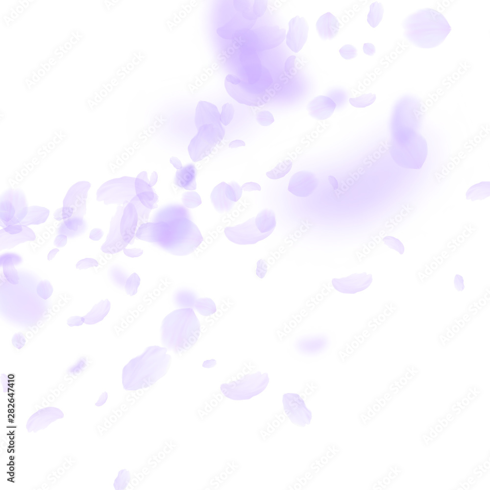 Violet flower petals falling down. Posh romantic f Violet flower petals falling down. Posh romantic f